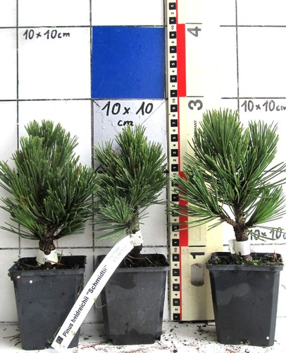 Pinus leuc schmidtii - pinus, leuc.