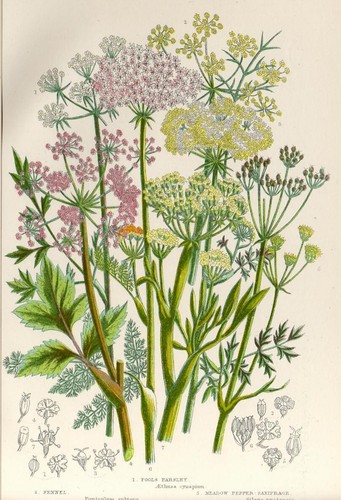 Stampa botanica antica - botanica, 1899