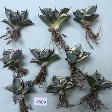 9pcs Rare Cacti  Agave