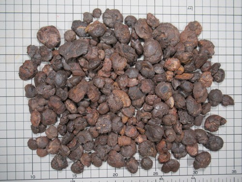 Ammonite 1kg goniatite - goniatite, marocco