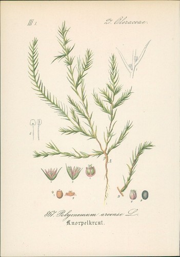Chromolithographie - ,