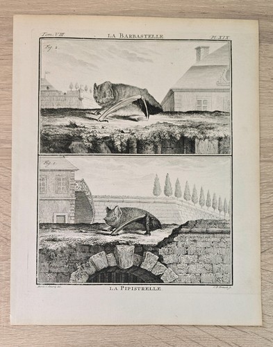 Buffon pipistrello barbastelle
