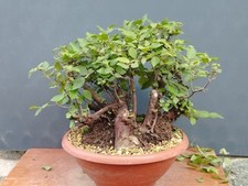 Bonsai Carpino Bianco 40x20cm In Vaso Pianta Interno Esterno Pre Bonsai Stupendo