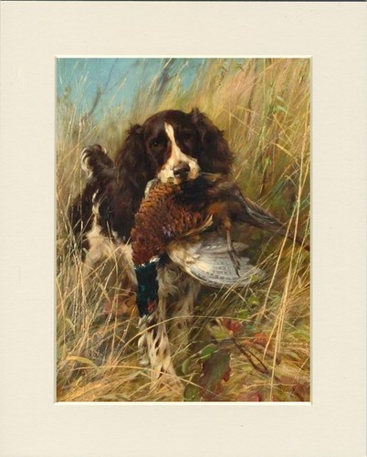 Stampa artistica cane springer - artistica,