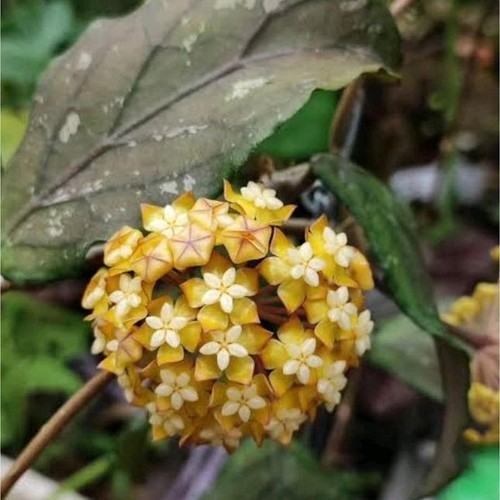 Hoya aceh rara - rara, pianta