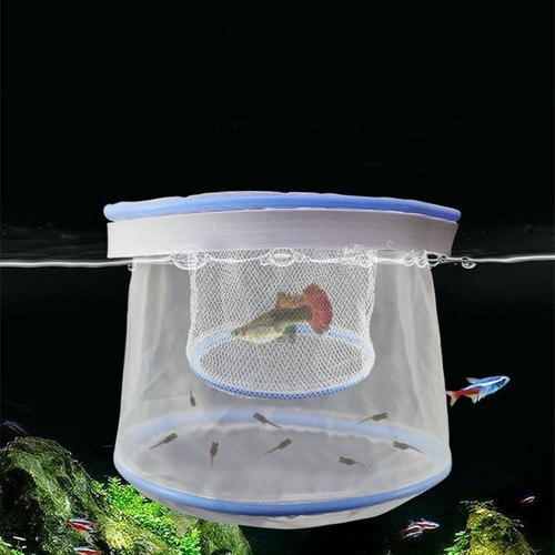 Guppy rete allevamento - rete, da