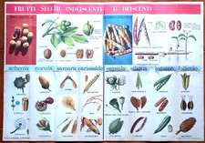 FRUTTI SECCHI Indeiscenti