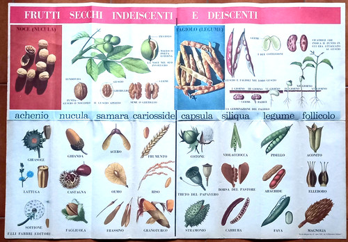 Frutti secchi indeiscenti - frutti,