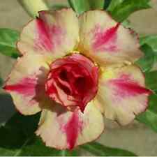 5 semi di Adenium obesum AURA