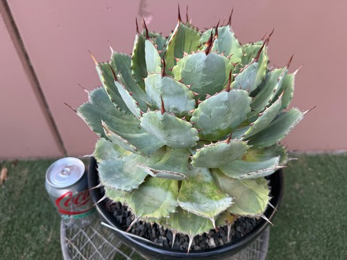 Agave potatorum kissho - potatorum, kan