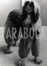 Foto Vintage Animali Levriero afgano vestito da passeggio 1966 stampa 20x25 cm