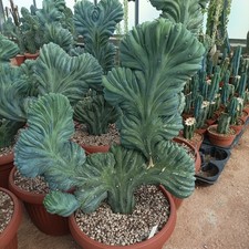 Mirtillocactus Crestato 