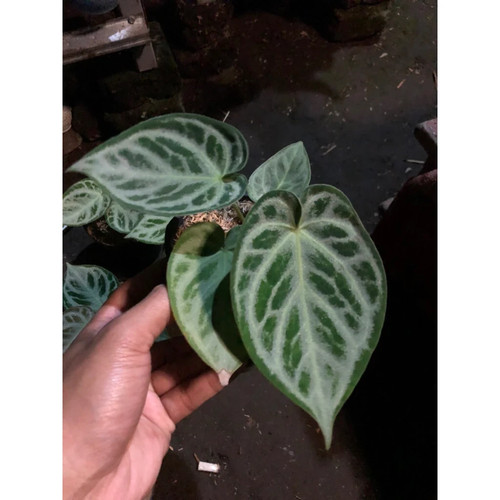 Anthurium dorayaki silver - anthurium,