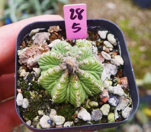 Vendita rara pianta cactus - , a