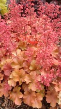 80002939 HEUCHERA micrantha arancione campanella d'argento 30 semi -