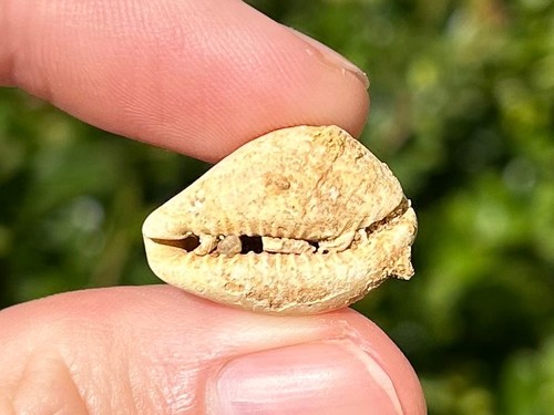 Fossil cowrie shell gastropode - cowrie,