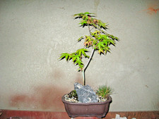 BONSAI ACER PALMATUM KATSURA