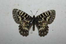  DARK FORM  ZERYNTHIA CASSANDRA LATTEVITTATA * SICILY LEPIDOPTERA PAPILIONIDAE