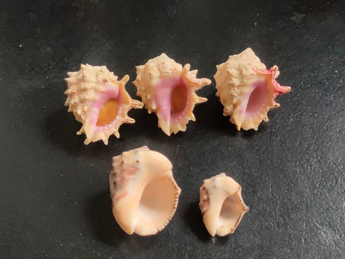 Conchiglia shell lotto - conchiglia,