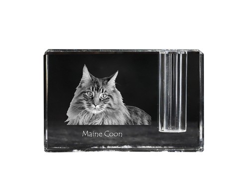 Maine coon portacoda - maine,