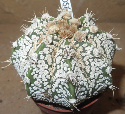 Astrophytum capricorne x - capricorne,