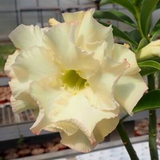 5 semi di Adenium obesum LEMON