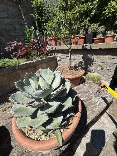 Agave potatorum kissho - potatorum,
