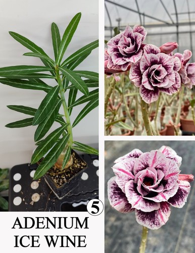 Adenium ice wine - ice, n5
