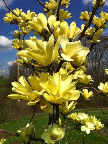Magnolia brookynensis - x,