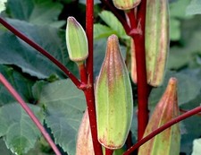 Okra Hills Country Red - 5+