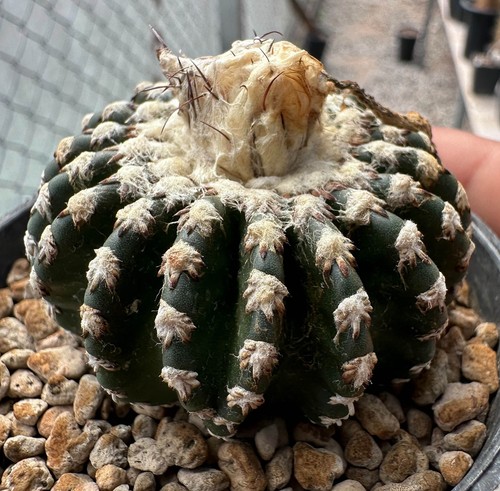 Discocactus horstii see - horstii, da