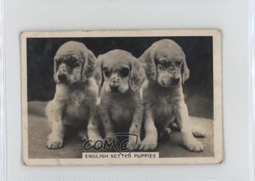 1939 servizio anziani cani - 1939,
