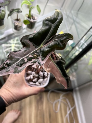 Alocasia pink nobilis corm - alocasia,