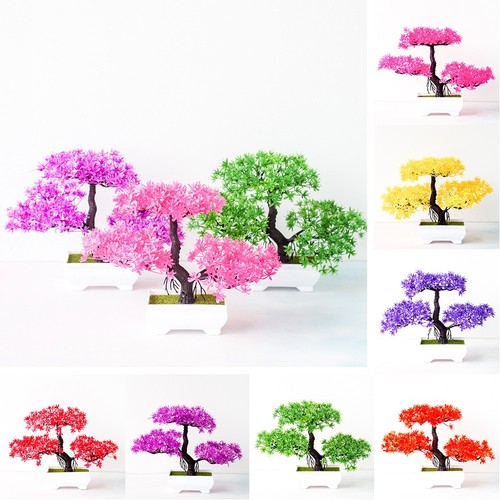 Bonsai alta qualità pianta - bonsai,