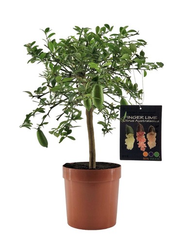 Pianta finger lime caviale - pianta, di