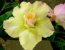 5-SEMI DI Adenium obesum