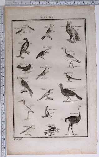 1788 stampa originale - stampa, uccelli