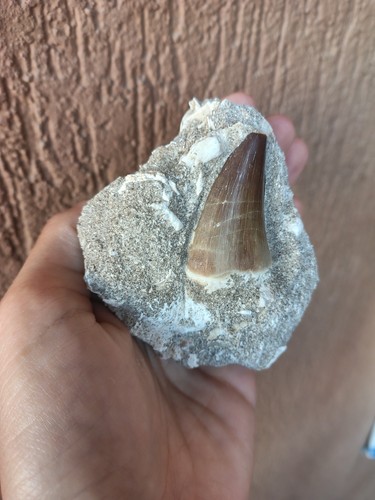 Fossili stupendo grande - fossili, *