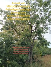 Frassino, Fraxinus excelsior