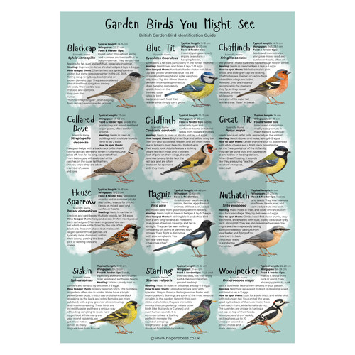 Garden birds you - birds, might