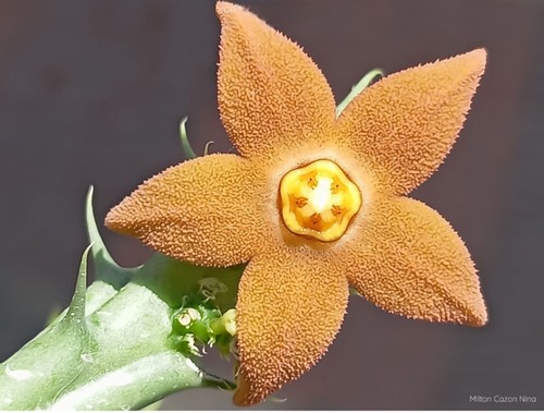 Orbea sprengeri ssp - orbea,
