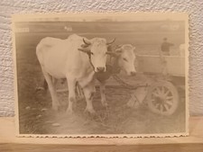 carro con buoi al giogo Italia anni '40 '50 foto d'epoca