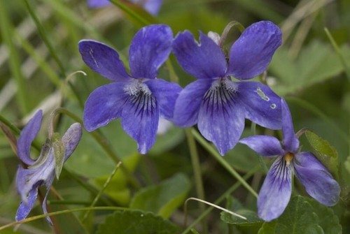Viola bosco - viola,
