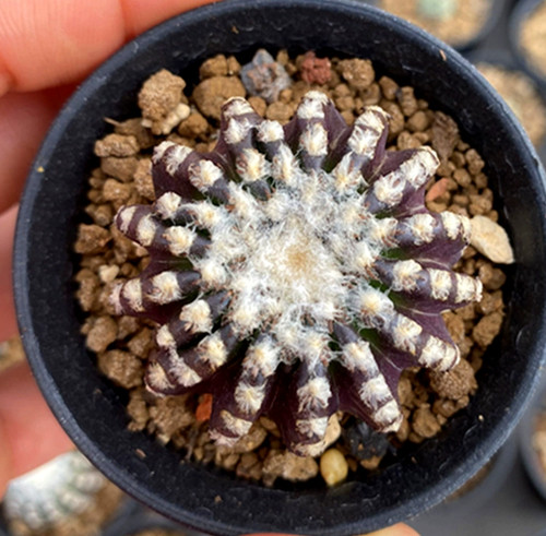 10pcs discocactus horstii - 10pcs,