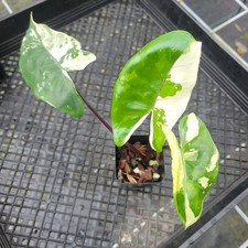 Alocasia Macrorhizza Black