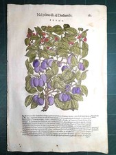 MATTIOLI MATTHIOLI Erbario a