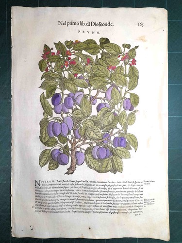 Mattioli matthioli erbario - matthioli, a