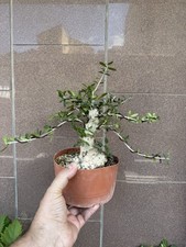 Olivastro - Bonsai super shohin - Olea Sylvestris