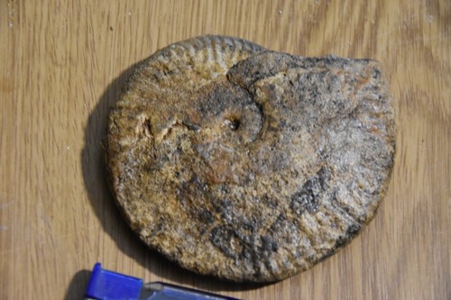 Grande ammonite armarassites - ammonite,