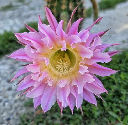 Woow echinopsis con - echinopsis,